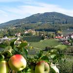 Äpfel so weit das Auge reicht, nur hier in der steirischen Apfelstraße